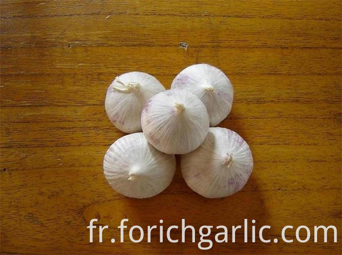 Solo Garlic